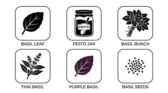 Basil Illustration of Different Basil Varieties and Pesto Jar Isolated