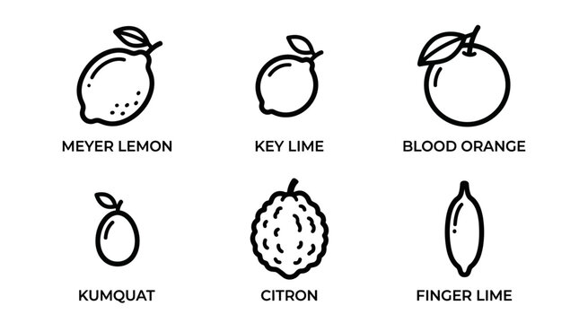 Citrus Fruit Icons of Meyer Lemon Key Lime Blood Orange Kumquat Citron
