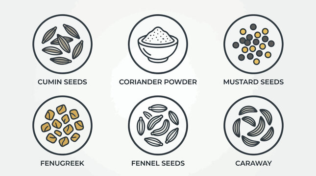 Cumin Coriander Mustard Fenugreek Fennel and Caraway Seeds Illustration