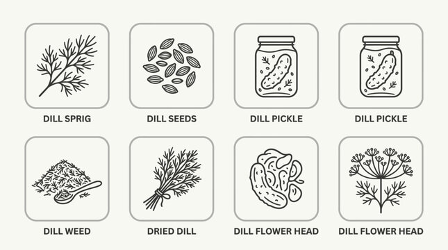 Dill Life Cycle Stages Illustration for Culinary and Agricultural Use
