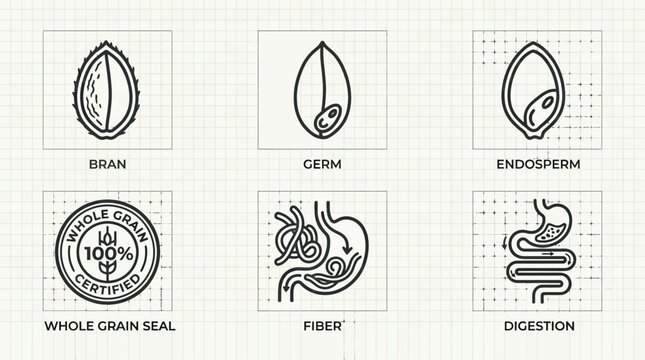 Diagram Showing Whole Grain Parts and Digestion on a Grid Background