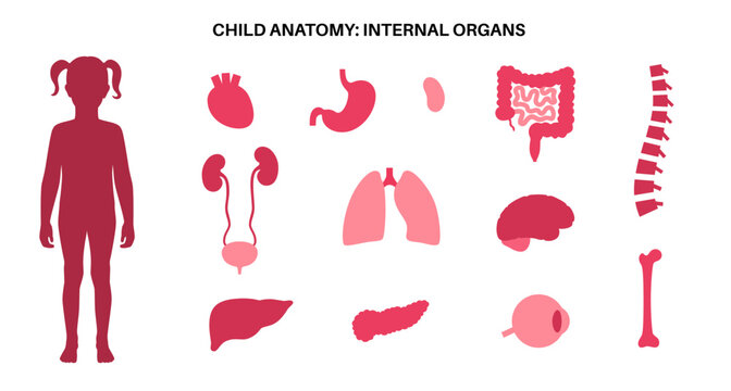 Human internal organs