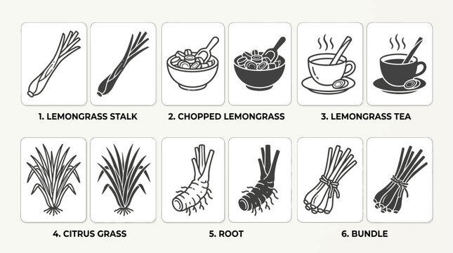 Lemongrass Diagram Showing Stalk Chopped Tea Grass Root and Bundle in Vector