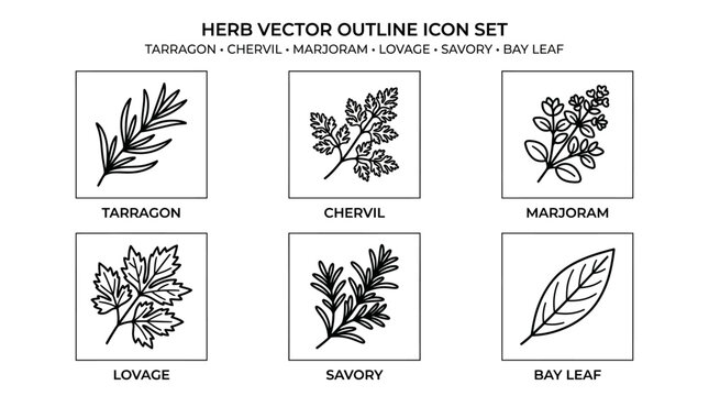 Herb Outline Vector Icon Set with Tarragon Chervil and Bay Leaf