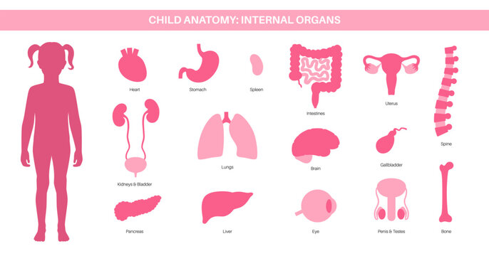 Human internal organs