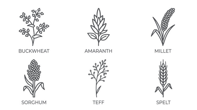 Line Art Illustration of Buckwheat Amaranth Millet and Other Grains