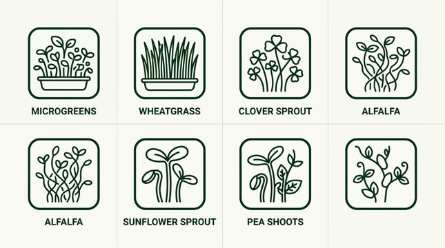 Microgreens Variety of Fresh Sprouts Alfalfa Clover Sunflower Pea Illustration