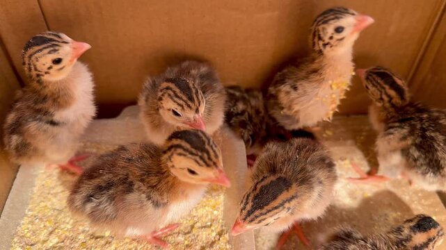 Close-up of guinea fowl chicks in a box. Breeding poultry on a farm.