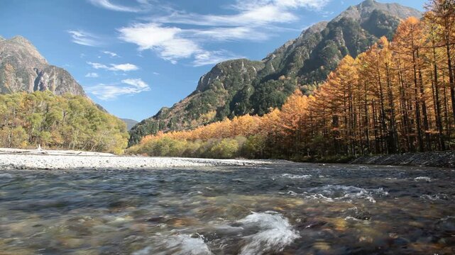 秋の上高地梓川とカラマツ林