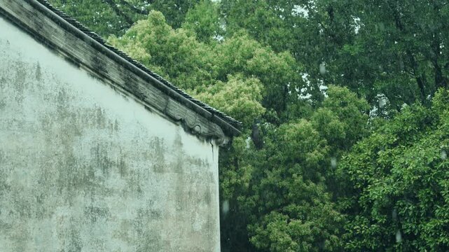 Rain falling on a weathered white wall with lush green trees in the background