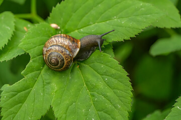 Copse snail crawling on fresh green leaves in natural light. Detailed macro wildlife photography with patterned shell and lush botanical background © Maciej Bonk