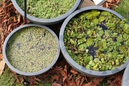 Floating aquatic plants in garden containers creating natural decorative water ecosystem