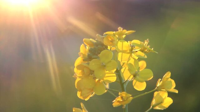 菜の花と夕日
