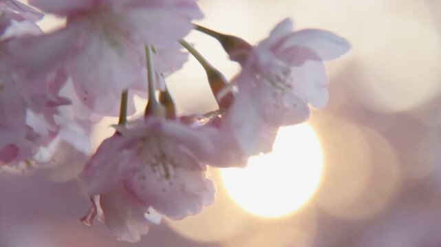 河津桜アップと朝日