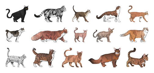 Obraz premium PNG Diverse illustrated cat breeds collection on transparent background