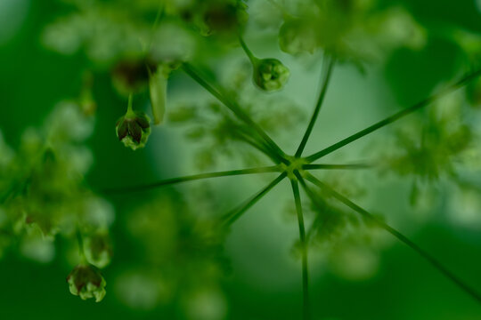 Overhead macro view of green umbellifer plant with radiating stems and buds