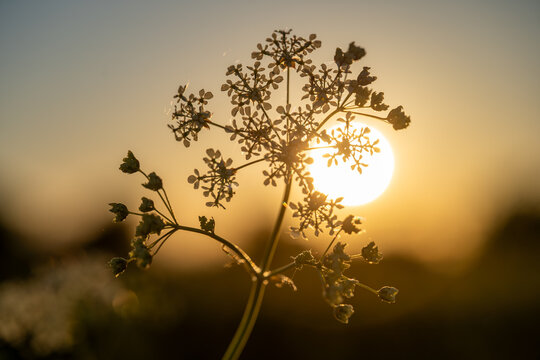 Silhouette of wild umbellifer against glowing golden sun at sunset