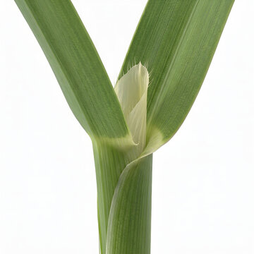 Detailed Scientific 3D Render of Grass Ligule at Leaf-Sheath Junction on White Background