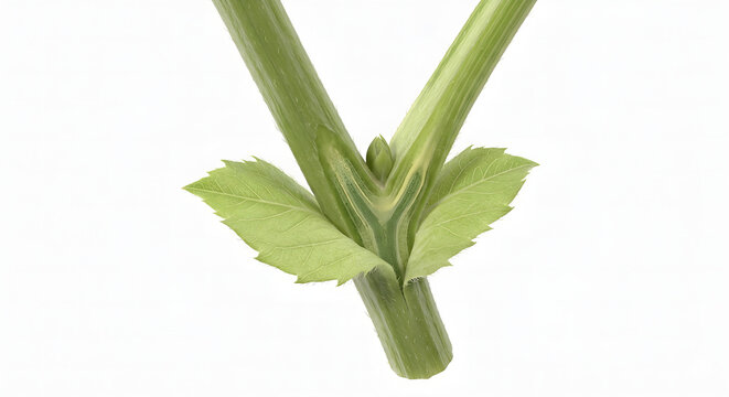 Detailed Scientific 3D Render of Plant Stipules at the Base of a Leaf Petiole on White Background