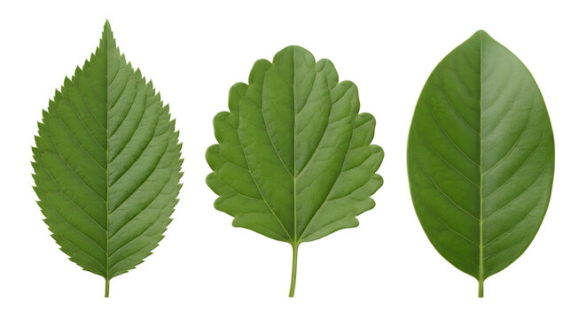 Highly Detailed Scientific 3D Render of Botanical Leaf Margin Types: Serrate, Crenate, and Entire