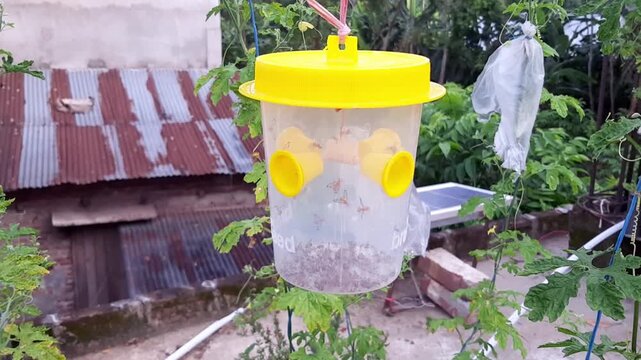 Plastic Insect Trap Hanging Outdoors for Fruit Fly Control
