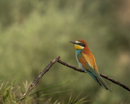 European Bee-eater perched on a dry branch