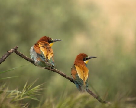 Pair of colorful European Bee-eaters perched together
