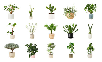 PNG Assorted indoor potted plants collection on transparent background © Rawpixel.com