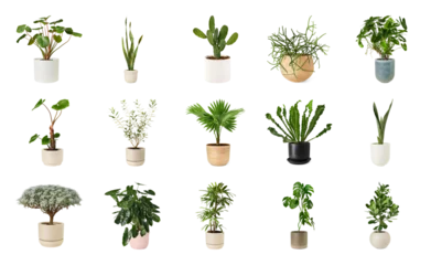 Fototapeten Pflanzen PNG Assorted indoor potted plants collection on transparent background  © Rawpixel.com