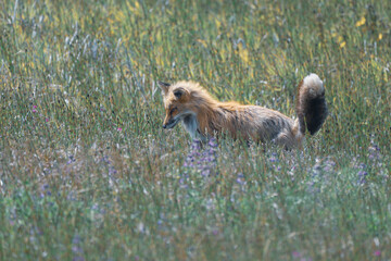 Fototapeta premium A wild red fox vixen hunting for voles in a meadow 