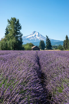 A lavender field and a barn with a view of mount hood