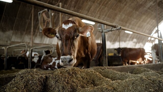 Close up of brown dairy cows standing in a row and eating hay from a trough inside a large modern cowshed. Livestock feeding on a farm. Agriculture and animal husbandry industry concept