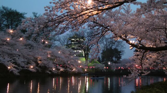 高田城の夜桜