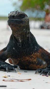 Marine Iguana Close-Up Portrait Sandy Beach Galapagos. Close-up portrait of marine iguana on white sand, head raised, dark scaly skin, bokeh, Isabela Galapagos