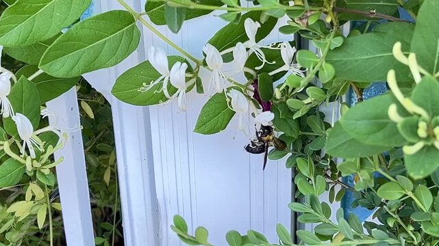 Flying Bee Pollinating White Japanese honeysuckle (Lonicera japonica) in Natural Garden Scene