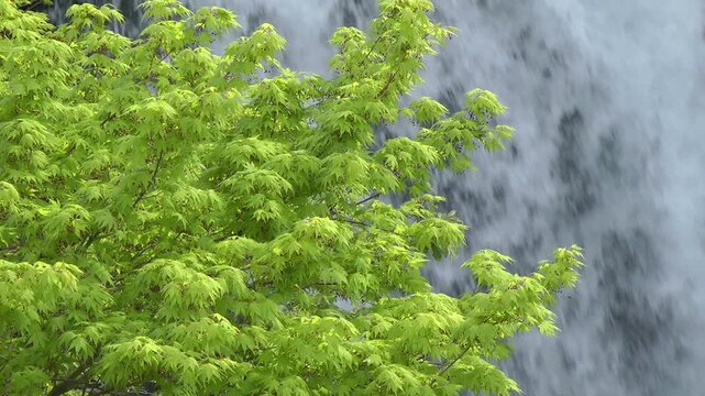 新緑のカエデと白糸の滝