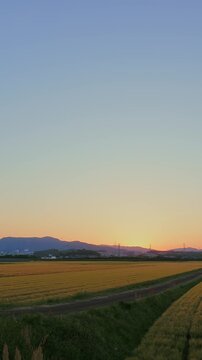[縦位置タイムラプス] 福岡県小郡市の夕景タイムラプス、黄金色の麦畑、筑後平野の日没