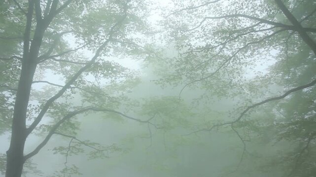 霧のブナ林