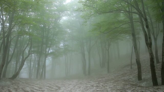 霧のブナ林