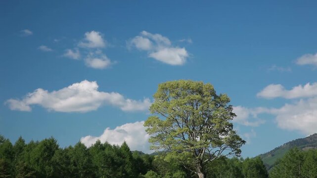 新緑の樹と雲