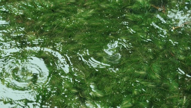 Green aquatic plants underwater with ripples on the clear water surface