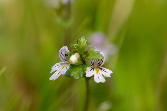 Macro shot of eyebright (euphrasia officinalis) flowers in bloom