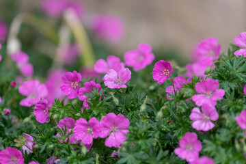 Obraz premium Bloody geranium (geranium sanguineum) flowers in bloom