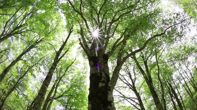 新緑のブナの樹と木漏れ日