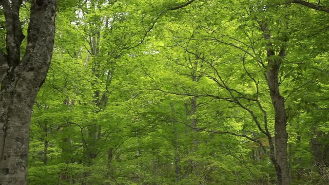 新緑のブナ林