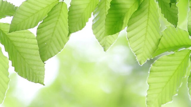 風にゆれる新緑のブナの葉
