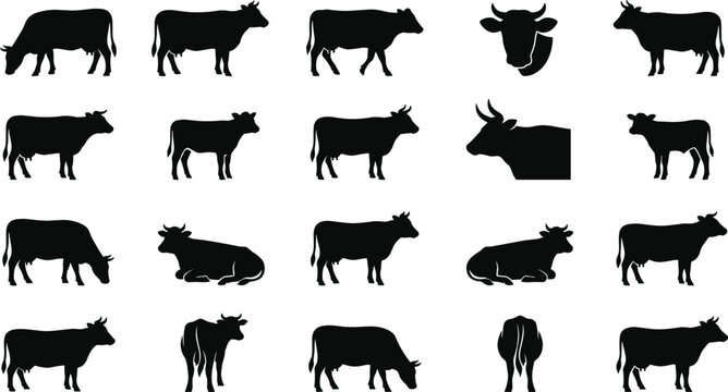 Cow and bull black silhouette icons collection set featuring dairy cattle livestock in various poses grazing standing and lying down isolated on white background