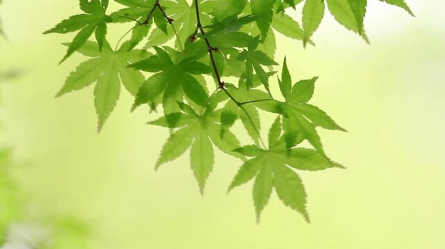 新緑のモミジの梢