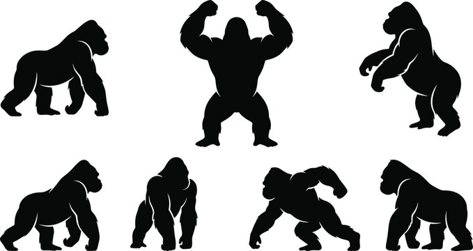 Gorilla black silhouettes set with powerful ape walking standing and chest beating poses isolated on white background vector illustration