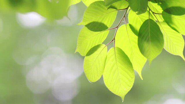 風にゆれる新緑のブナの葉